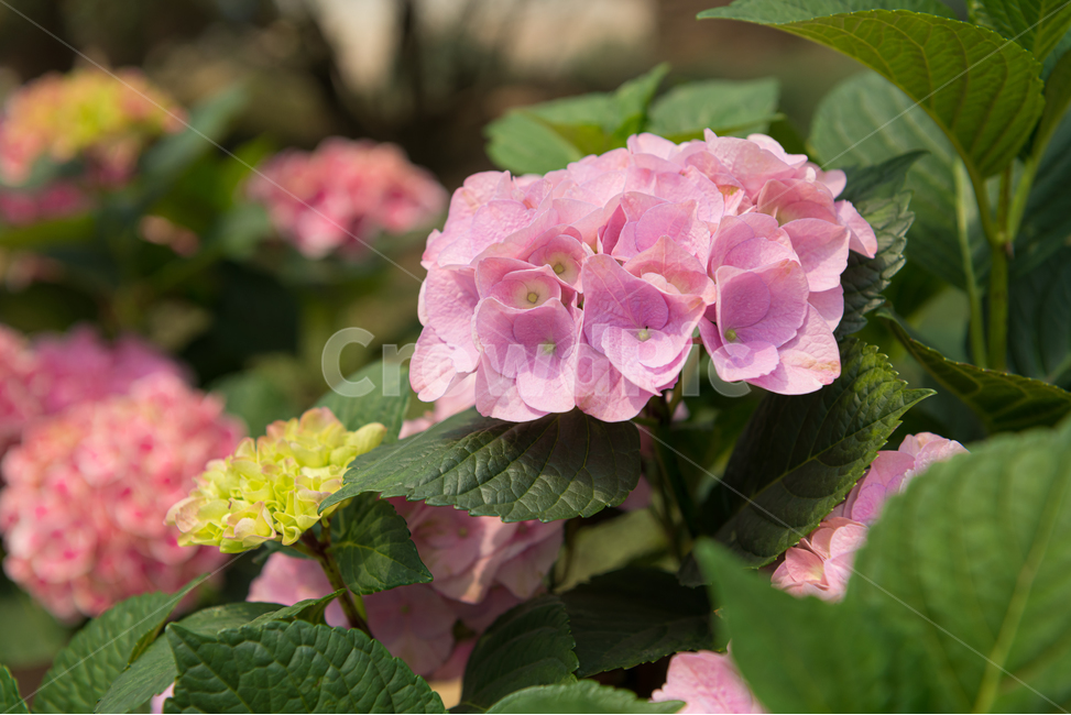 꽃,봄,계절,자연,식물,핑크,분홍색,풍경,빛,수국,spring,season,plants,nature,flower,감성,sensible,feeling,나무,새싹,야외,공원,녹색,green
