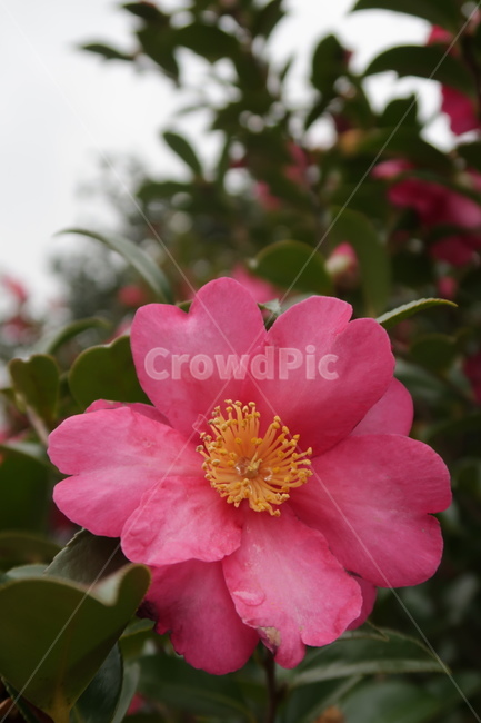 jeju,jejuisland,제주도,꽃,flower,동백꽃,camelliaflower,식물,분홍꽃,식물,자연,plants,nature