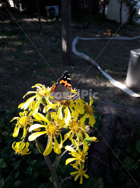 나비,butterfly,wing,insect,곤충,날개,꽃,flower,식물,자연,plants,nature,꽃,flower,곤충,벌레,insect,bug