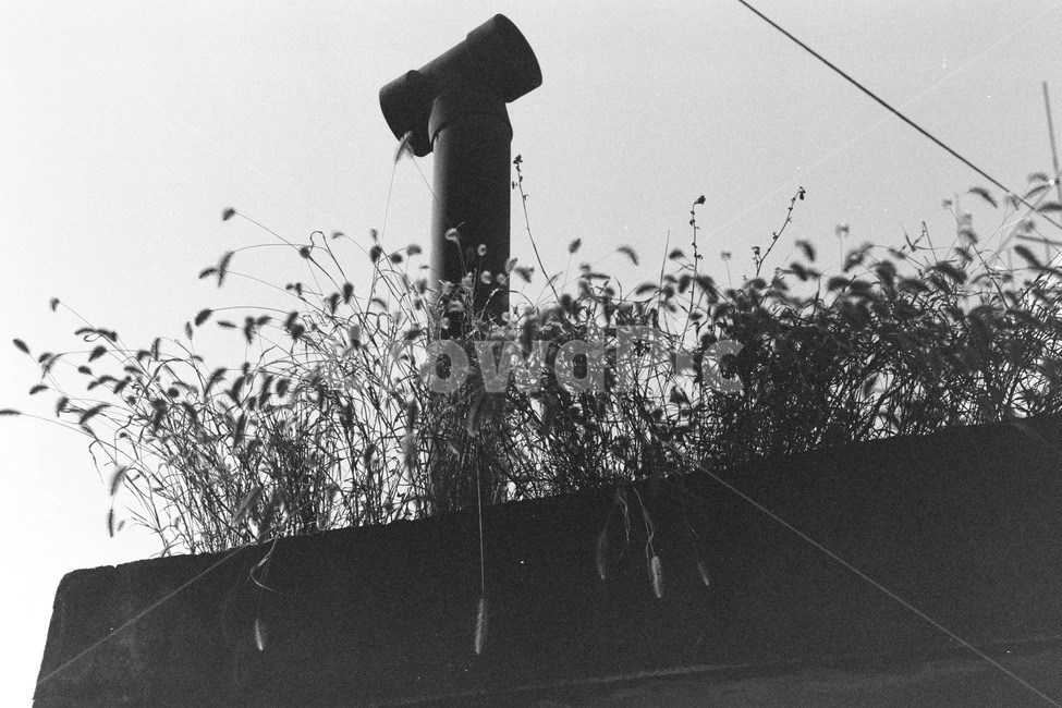 굴뚝,풀,흑백,식물,옛날,흑백,모노톤,monochrome,black and white