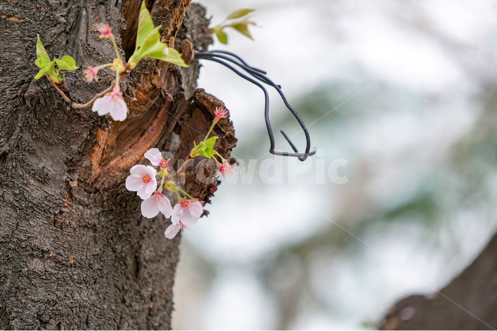 벚꽃,꽃,자연,나무,봄,봄,계절,spring,season,식물,자연,plants,nature,꽃,flower,plant