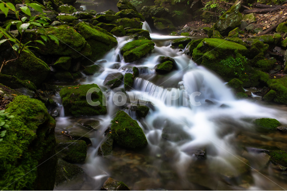 이끼,자연,물,폭포,계곡,여름,계절,summer,season,자연,풍경,nature,landscape,한국자연풍경,한국자연경관,korea nature landscape,plant,식물,moss,outdoors,옥외,water,river,강