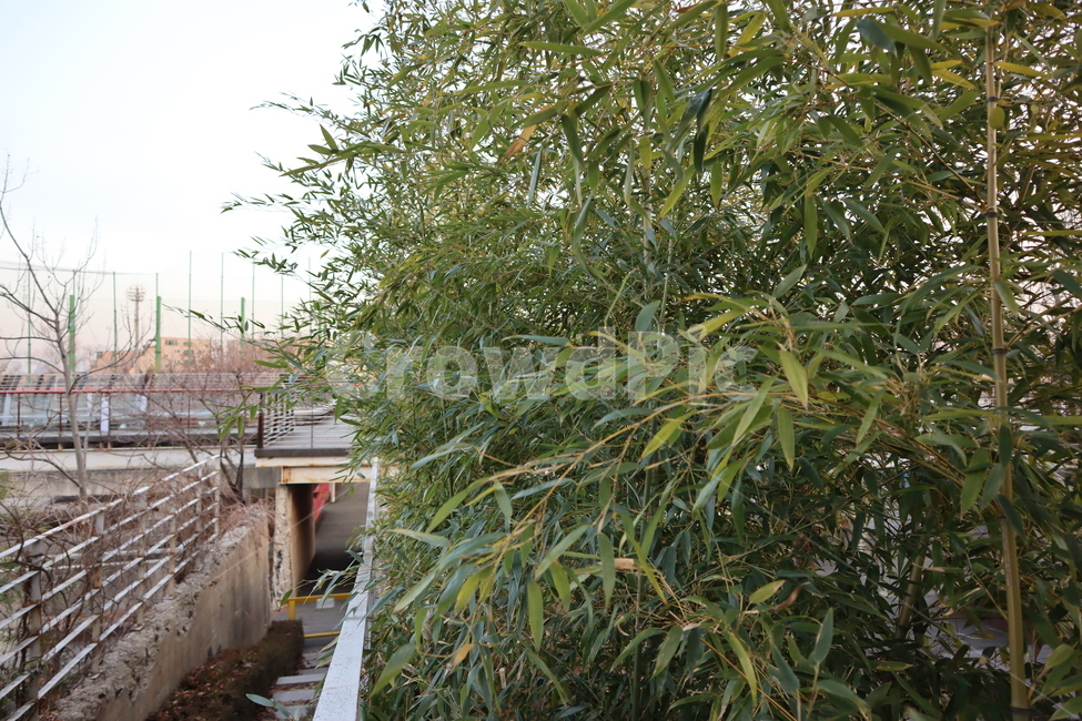 식물,나무,대나무,tree,bamboo