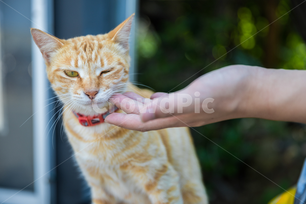 고양이,손,귀여움,교감,윙크,동물,animal,포유류,mammal,고양이,cat,kitten,kitty,사람,인물,인간,human,person,신체일부,몸,body,감정표현,기분,feeling,emotion