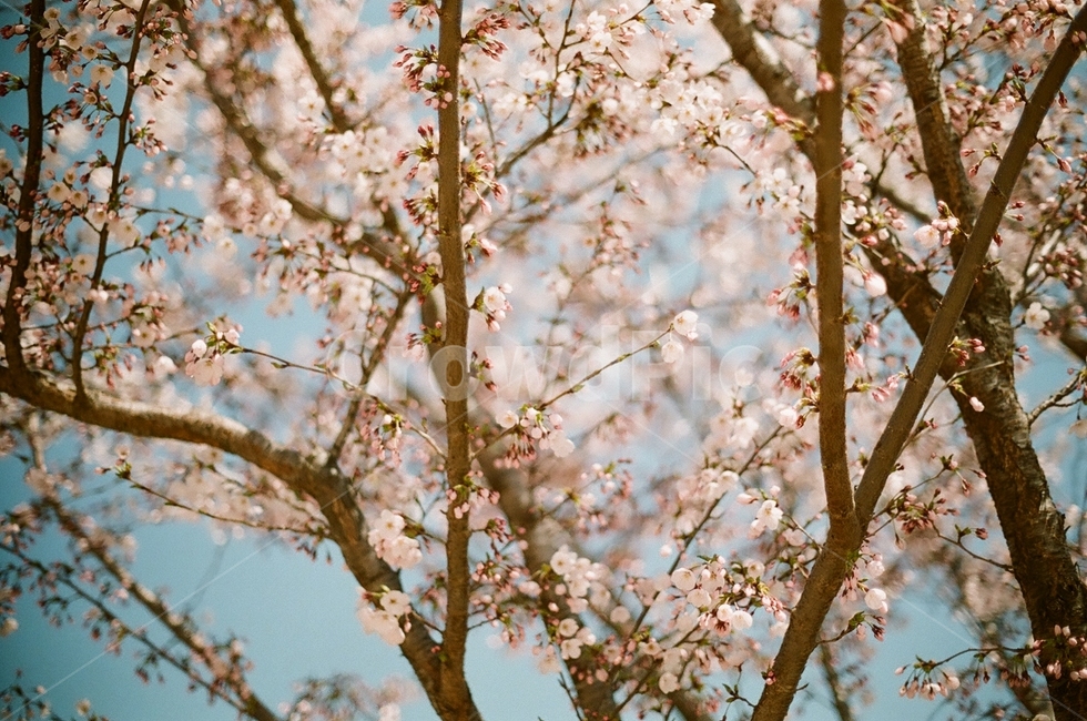 봄,벚꽃공원,공원,벚꽃,산책,plant,식물,flower,꽃,blossom,cherry blossom,봄,계절,spring,season