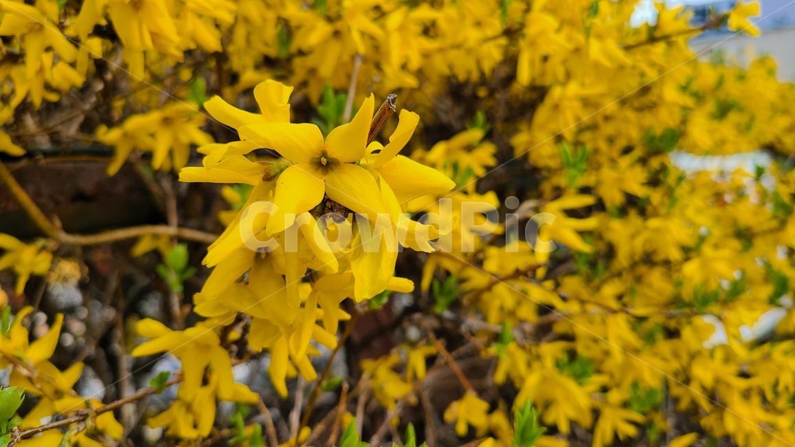 개나리,노란,노란색,꽃,봄,봄꽃,flower,봄날,개화,yellow,plant,식물