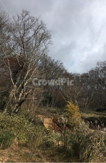 제주,한라산,계단,산속,숲길