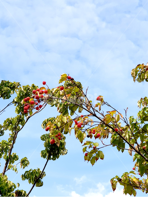 양산,금산근린공원,공원,tree,나무,plant,식물,treetrunk,나무줄기,붉은열매,가을하늘,가을,하늘,자연,풍경,nature,landscape