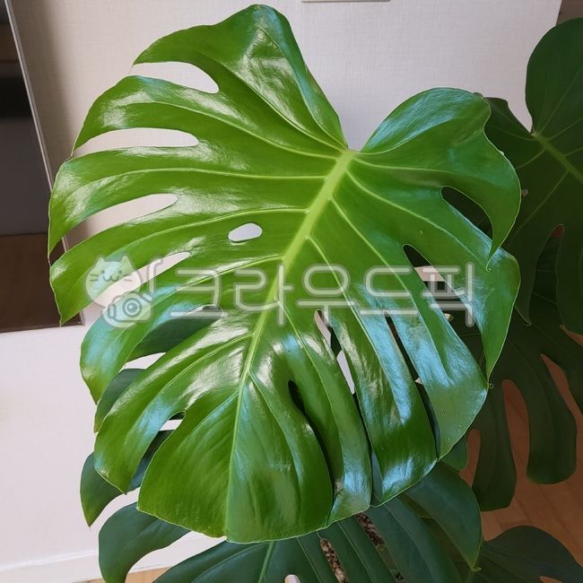 leaf,잎,식물,몬스테라,화분