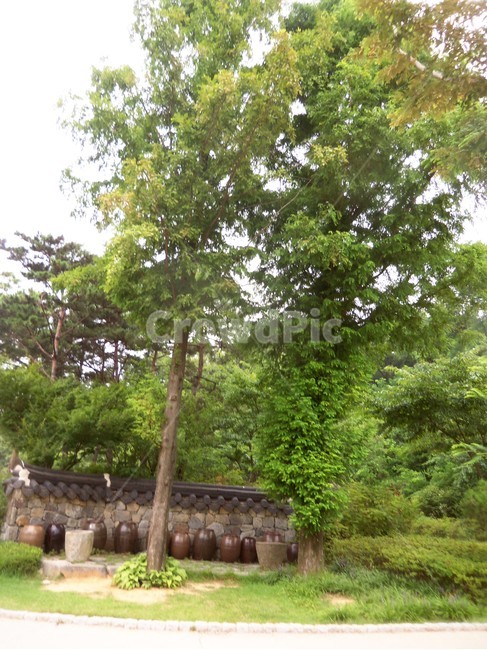 여름공원,공원풍경,공원,나무,숲,자연,풍경,nature,landscape,tree,plant,식물,tree trunk,나무 줄기