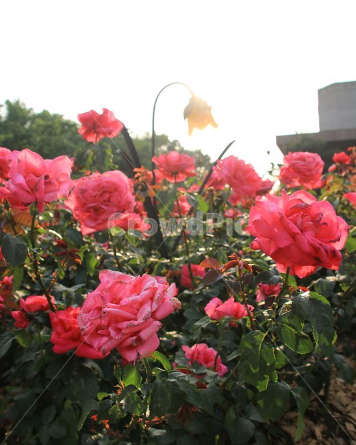장미,꽃,축제,역광,빨간색,식물,자연,plants,nature,꽃,flower