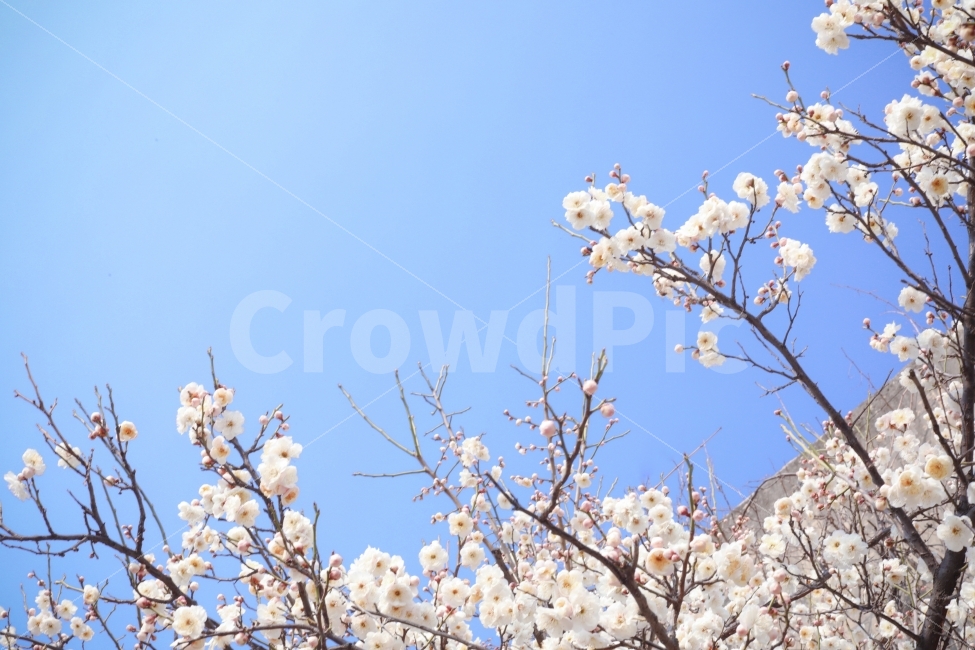 봄,매화,꽃,감성,하양,하늘,파랑,식물,자연,plants,nature,봄,계절,spring,season,꽃,flower,plant,blossom