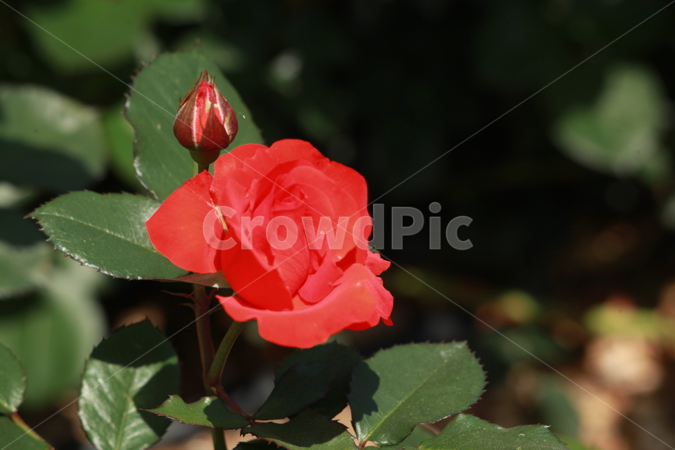 장미,꽃,자연,봄꽃,빨강,식물,자연,plants,nature,꽃,flower