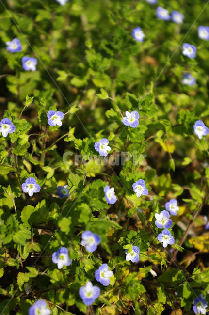 봄까치꽃,꽃,봄,봄날,봄풍경,봄꽃,감성,spring,flower,봄길,산책,봄나들이,식물,봄,계절,spring,season,식물,자연,plants,nature,꽃,flower,plant,geranium,제라늄,blossom,anemone,아네모네