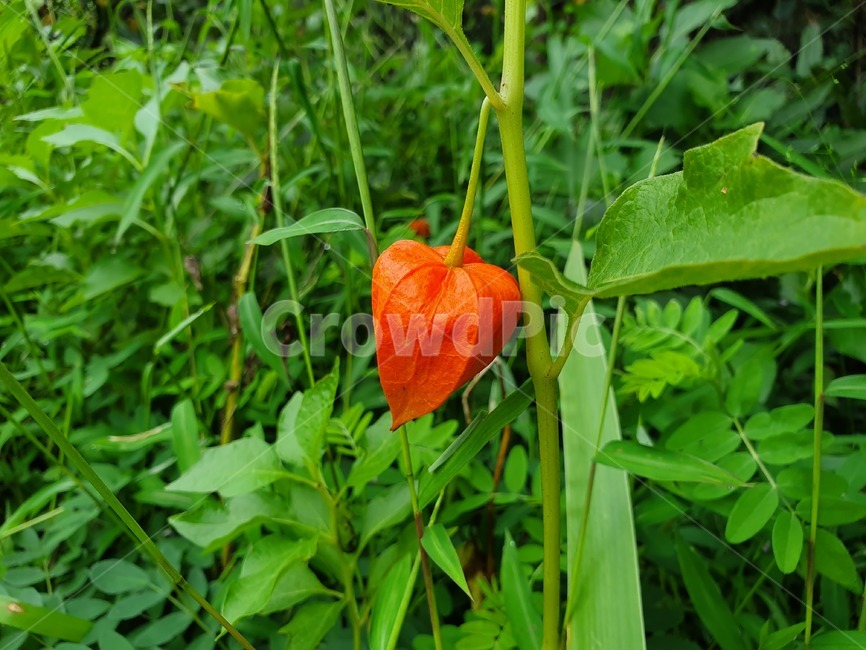 꽈리,열매,꽈리열매,밭,농장,주말농장,farm,자연,nature,주황색,식물,plant,green,orangecolor,식물,자연,plants,nature,과일,열매,fruit