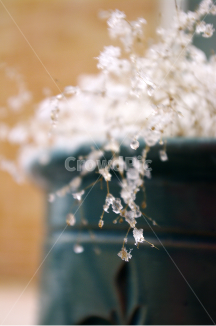 겨울,winter,화분,눈,풀,겨울,계절,winter,season