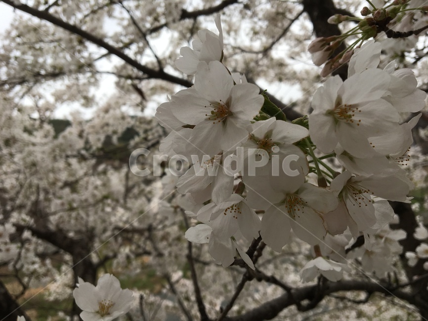 봄,벚꽃,나무,flower,spring,하늘,체리블라썸,cherryblossom,봄날,자연,봄바람,산들산들,예쁨주의,계절,season,plant,봄,계절,spring,season,식물,blossom,꽃,cherry blossom