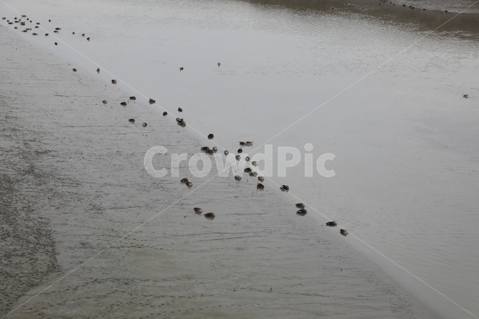오리,순천만습지,뻘밭,mud,ducks,duck,water,동물,animal,조류,새,birds