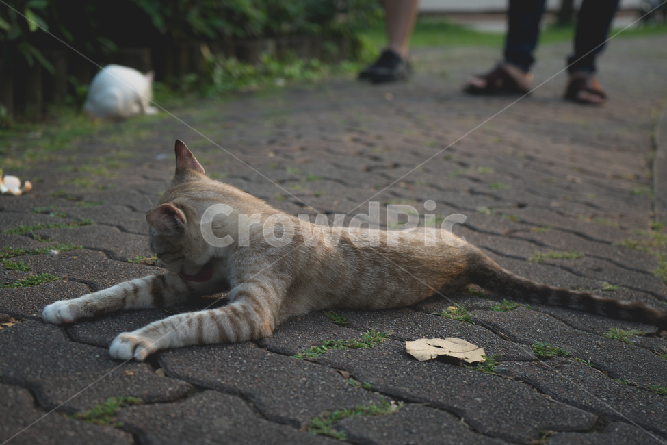 방콕,동물,고양이,룸피니,룸피니공원,길고양이,bangkok,lumpini,lumpinipark,cat,동물,animal,포유류,mammal,고양이,cat,kitten,kitty