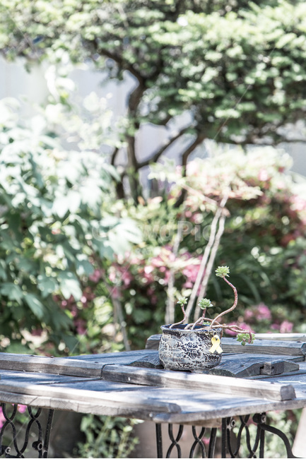 카페,장식,소품,탁자,정물,식물,자연,plants,nature