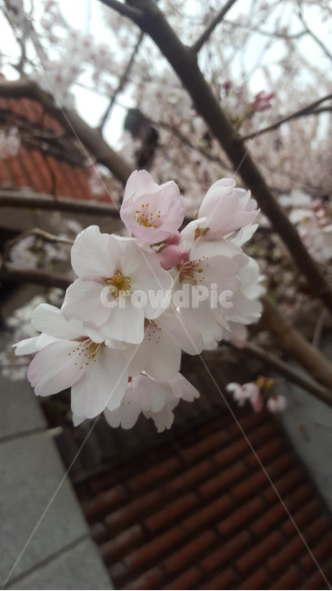 꽃,flower,근접,생화,야생화