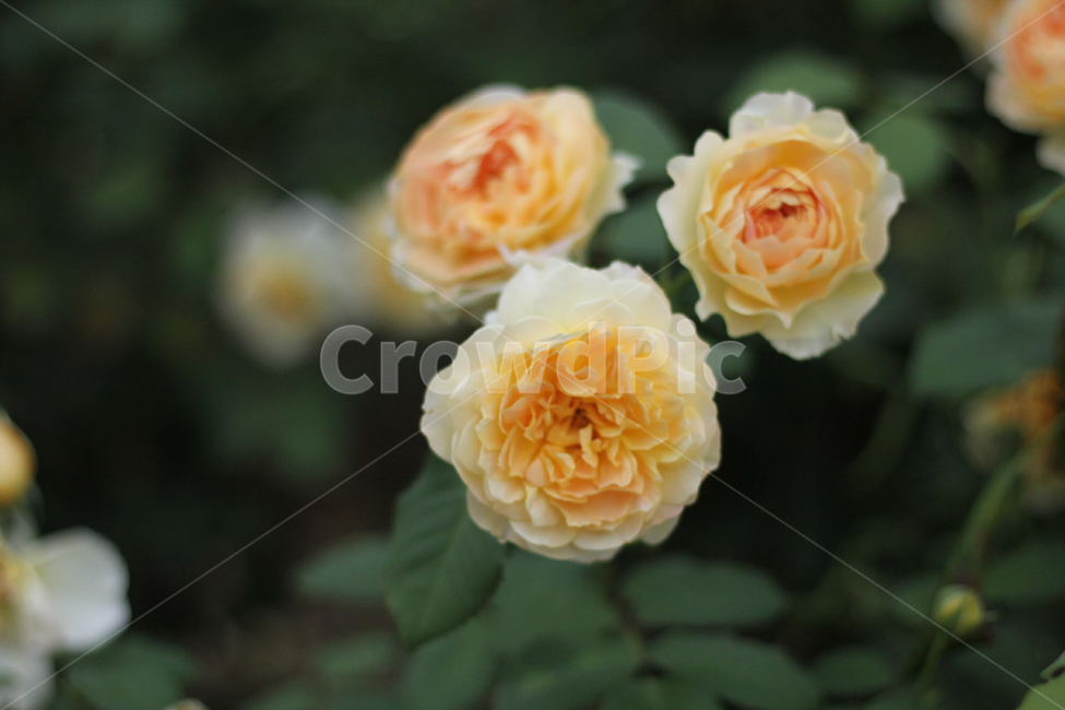 노랑장미,장미,rose,정원,배경,yellow,yellowrose,꽃,식물,식물,자연,plants,nature,꽃,flower