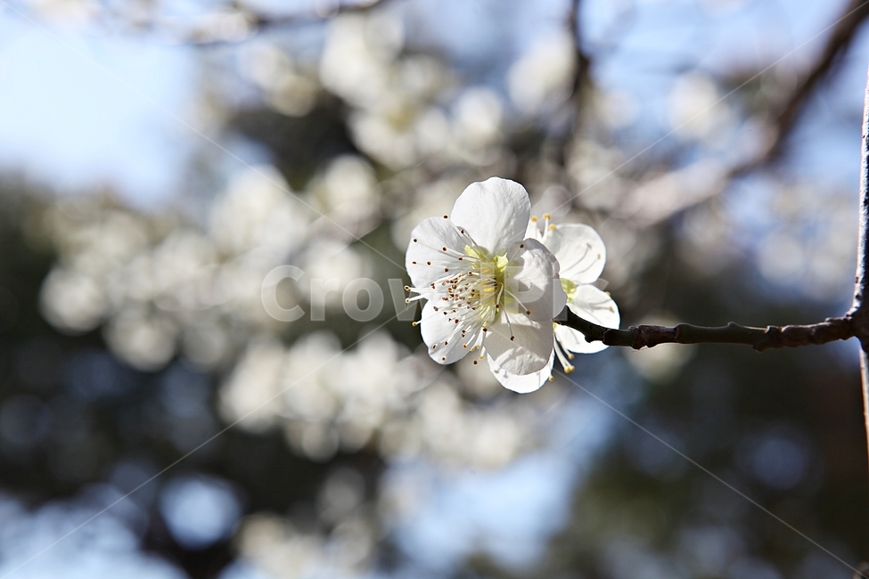 매화곷,매화,꽃,꽃잎,봄꽃,봄,식물,자연,공원,식물,자연,plants,nature,꽃,flower