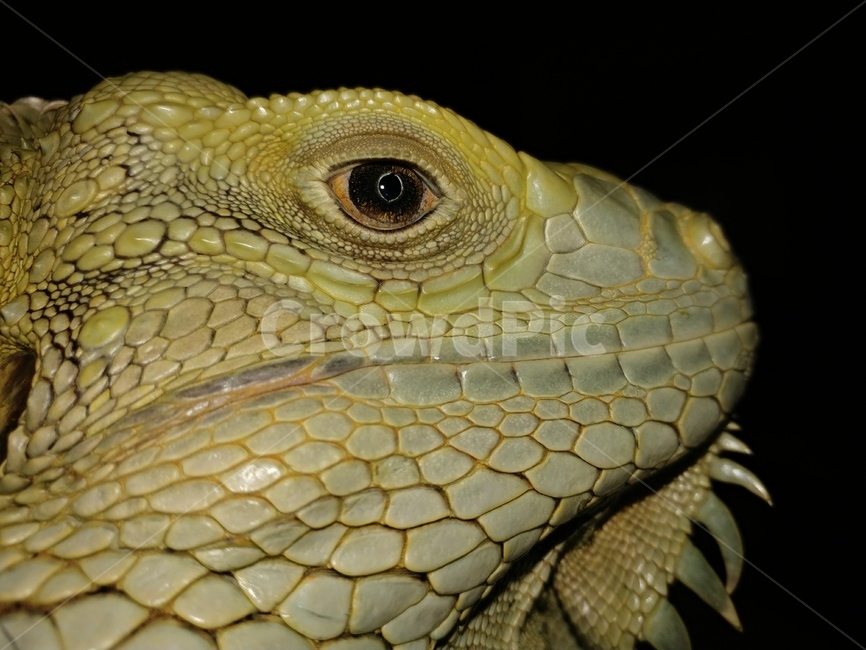 도마뱀,iguana,이구아나,reptile,deep,eye,파충류,양서류,reptile,amphibian