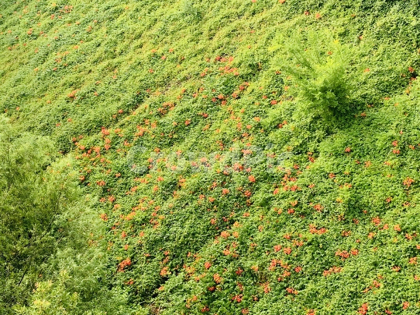 꽃밭,꽃,풀,초록,주황,주황색,덤불,나무,자연,풍경,flowerbed,flower,grass,green,orangecolor,orange,bush,tre,nature,landscape