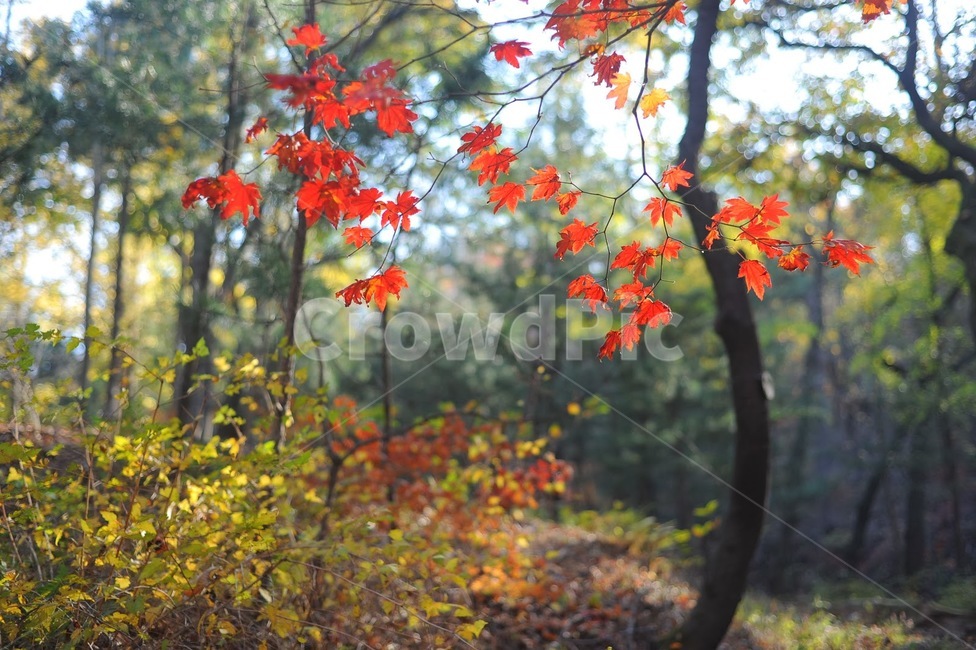 잎,leaf,단풍,가을,감성,산책길,계절,낙엽,autumn,가을,계절,fall,autumn,season,plant,식물,tree,나무