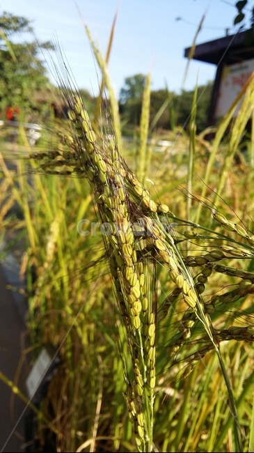 벼이삭,벼,논,가을들판,토종벼,곡류,곡식,cereals,산업,industry,industrial,농업,농사,agriculture,farming,farming industry