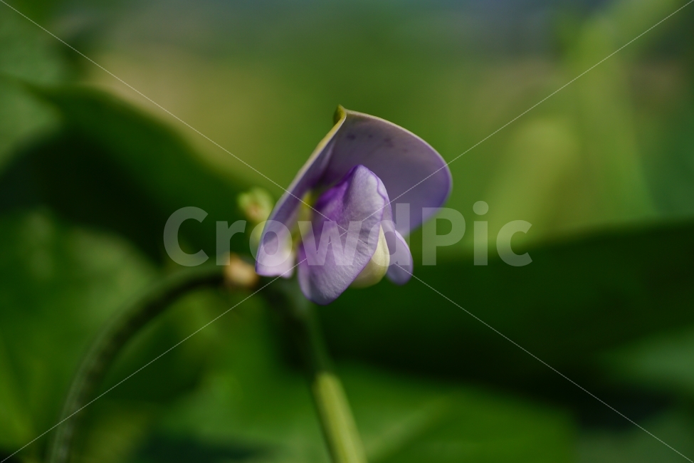 동부콩,완두콩,콩,식물,자연,이파리,여름,식재료,요리재료,식자재,nature,summer,green,녹색,줄기,접사,콩꽃,꽃사진,플라워,flower,농작물,농산물,농촌,시골,재배,수확,농업,country,macro,신비,감성,감성사진,힐링,힐링사진,콩밭,스냅,스냅사진,스넵,스넵사진,snap,bean,soya,pea,야채,채소,vegetable,farm,farmer,색깔,칼라,color,고운,곱다,한국의자연,한국자연,한국풍경,식물,자연,plants,nature,꽃,flower