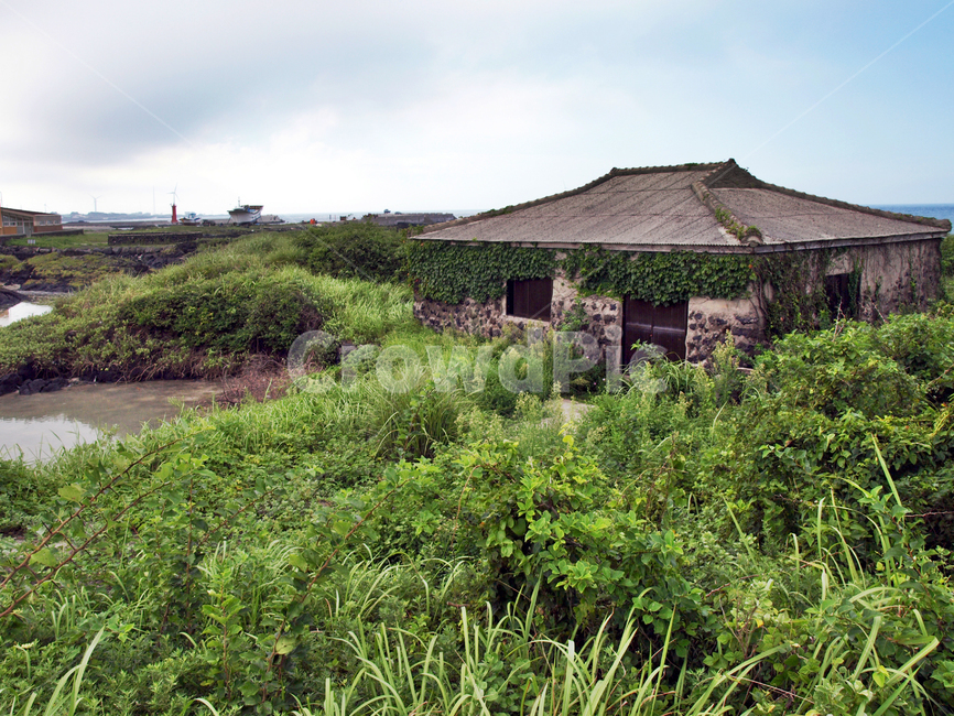 민가,폐가,제주,올레20코스,올레,잡초,제주도,jeju,jeju island,건축물,건물외관,exterior,building,structure,architecture,construction,nature,자연,outdoors,옥외,건물