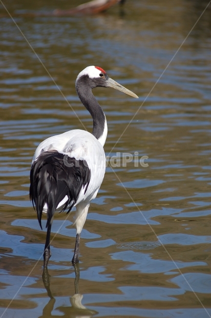 동물,animal,자연,nature,동물원,조류,새,두루미,동물,animal,조류,새,birds