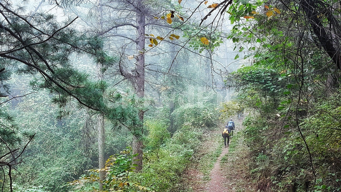 등산,산행,힐링,산,나무,숲,초록,길,풍경,안개,운무,한국자연풍경,korea,landscape,nature,스포츠,레져,운동,sports,leisure,트레킹,자연,season,계절