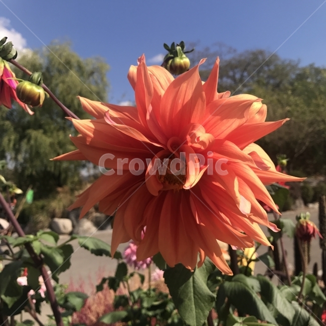 다알리아,다리아,달리아,약국,천축모란,퐁퐁다알리아,폼폼다알리아,Dahlia,국화과,여러해살이풀,멕시코꽃,DahlliapinnataCav,관상용,식용,약재,알뿌리,식물,꽃,분홍꽃,Flower,식물,자연,plants,nature,꽃,flower