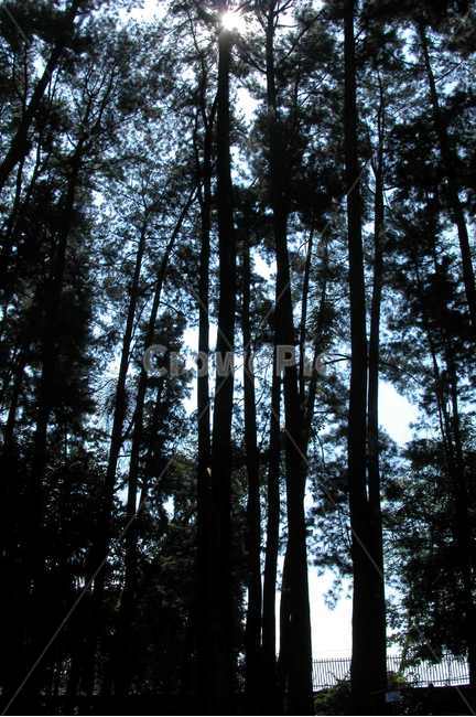 인도네시아,보고르식물원,보고르,나무,큰나무,indonesia,bogor,botanicgarden,botanic,garden,tree,bigtree