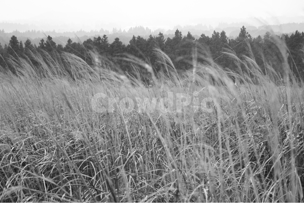 plant,식물,grass,lawn,잔디,vegetation,초목,reed,갈대,제주,jeju,흑백,모노톤,monochrome,black and white