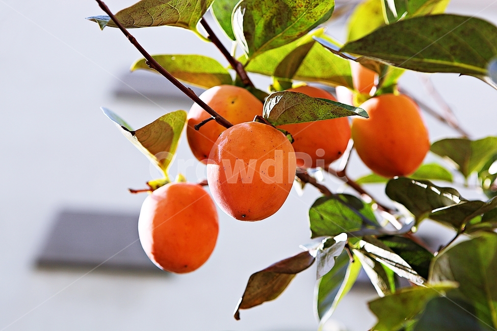 감,대봉,과실,열매,감나무,자연,식물,농업,음식,식재료,과일,가을,계절,fall,autumn,season,과일,열매,fruit,plant,food