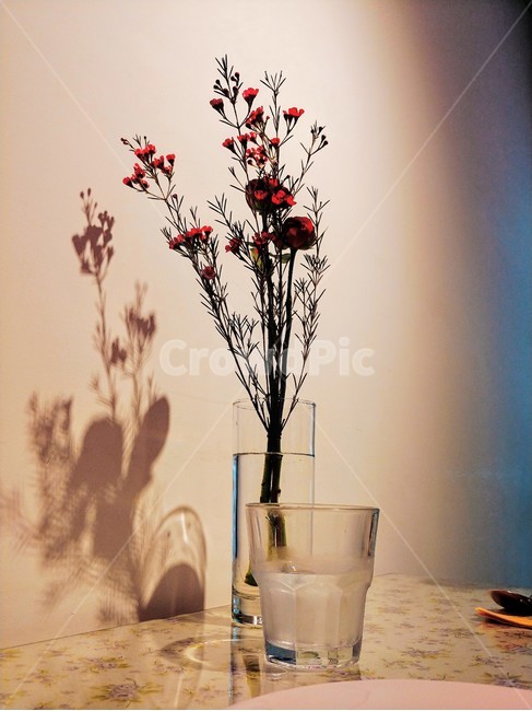 꽃,카페,브런치카페,cafe,flower,실내용화초,화분,화초,house plant