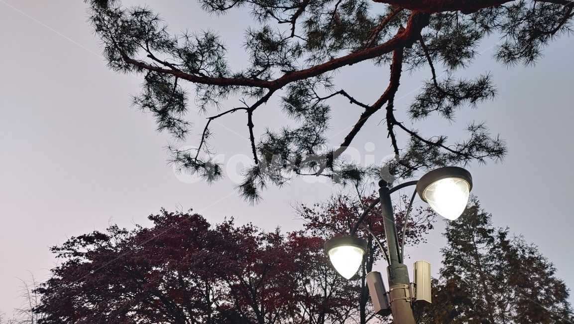 lamppost,램프포스트,가로등,야경,불빛,전구,전등,가로등빛,어두움,저녁,밤