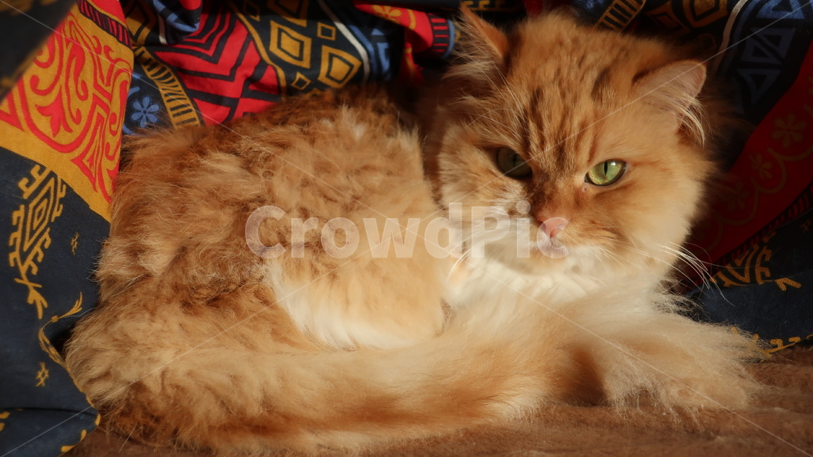 아기고양이,고양이,페르시안,노란고양이,치즈고양이,페르시안친칠라,귀여운,반려동물,애완동물,cat,kitten,kitty,포유류,자연,동물,animal,mammal,반려묘,페르시안고양이,품종묘,동물,animal,포유류,mammal,고양이,cat,kitten,kitty