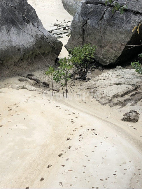 해변,발자국,나무가지,모래,돌,해변,바다,beach,sea
