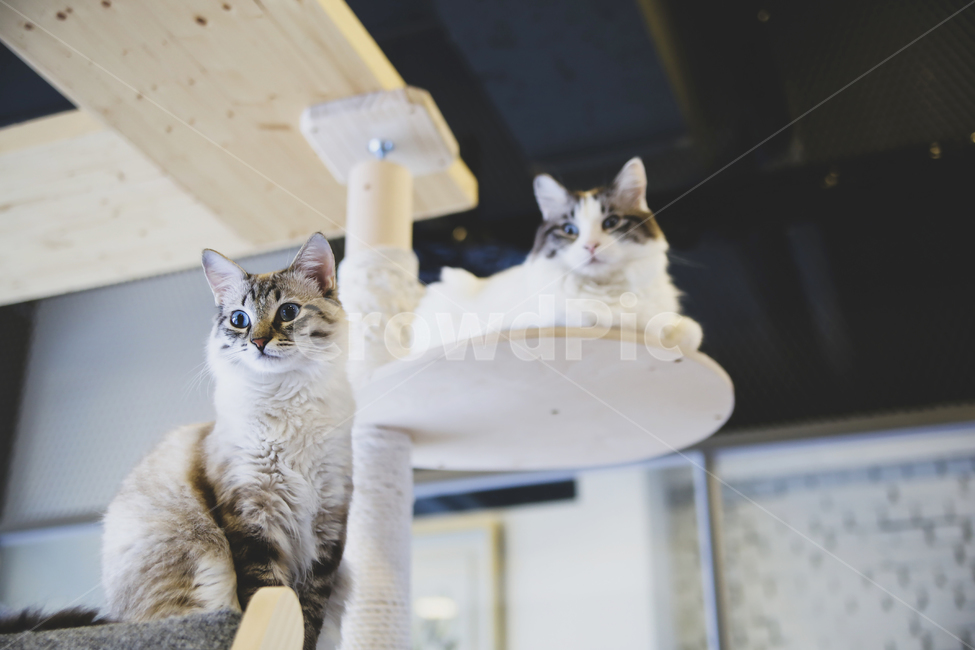 동물,고양이,시선,캣타워,애완동물,고양이눈,포유류,두마리,animal,cat,eyeline,cattower,mammal,kitten,kitty,동물,animal,포유류,mammal,고양이,cat,kitten,kitty