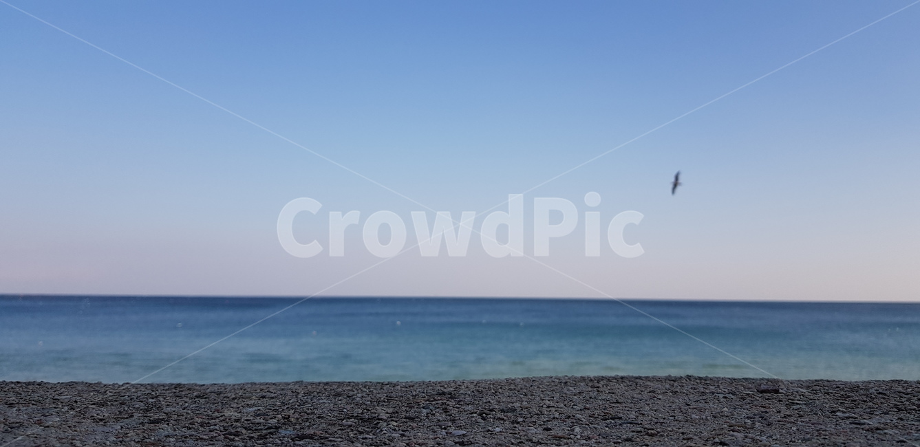 하늘,바다,동해바다,수평선sea,blue,sky,자연,풍경,nature,landscape,animal,동물,bird,새