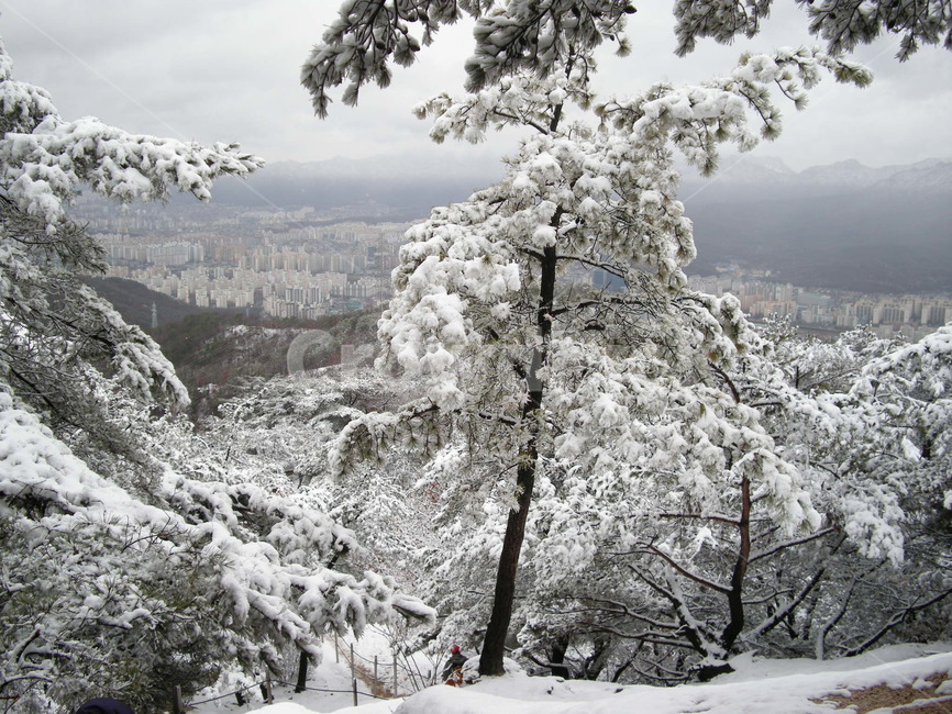 눈,눈꽃,설화,나무,산,나눗가지,겨울,수락산,노원구,등산,폭설,겨울,계절,winter,season,자연,풍경,nature,landscape,outdoors,옥외,snow