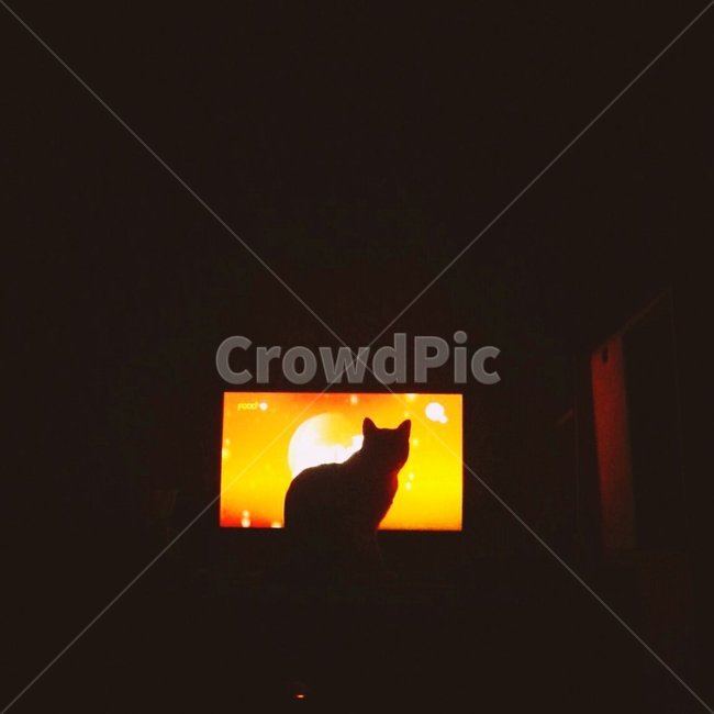 고양이,실루엣,어둠,tv,주황색