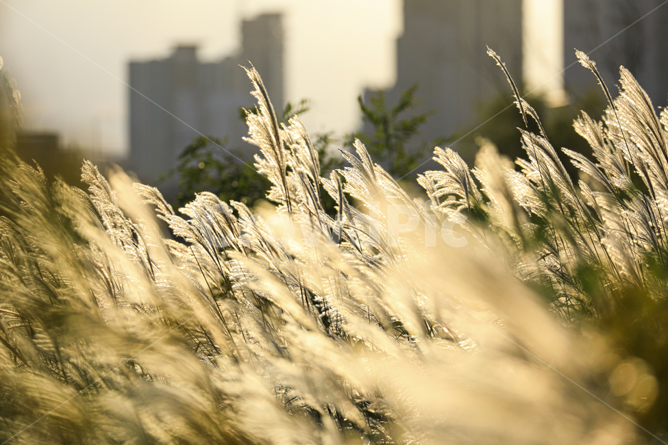 갈대,가을,억새,억새밭,갈대밭,억새군락지,silvergrassfield,fall,reed,silvergrass,fieldofreeds,grass,식물,가을,계절,fall,autumn,season,식물,자연,plants,nature,잔디,plant,lawn