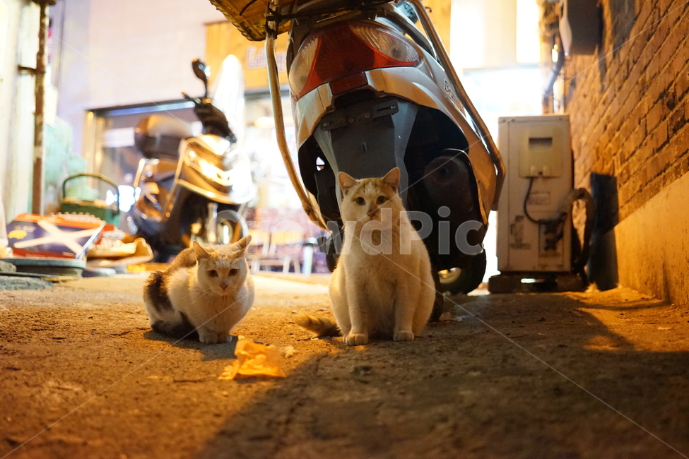고양이,동물,포유류,길냥이,cat,animal,pet,동물,animal,포유류,mammal,고양이,cat,kitten,kitty