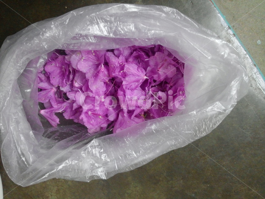 진달래,봄,봉지,화전,꽃분홍,꽃,flower
